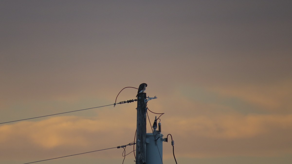 Cooper's Hawk - ML647094131