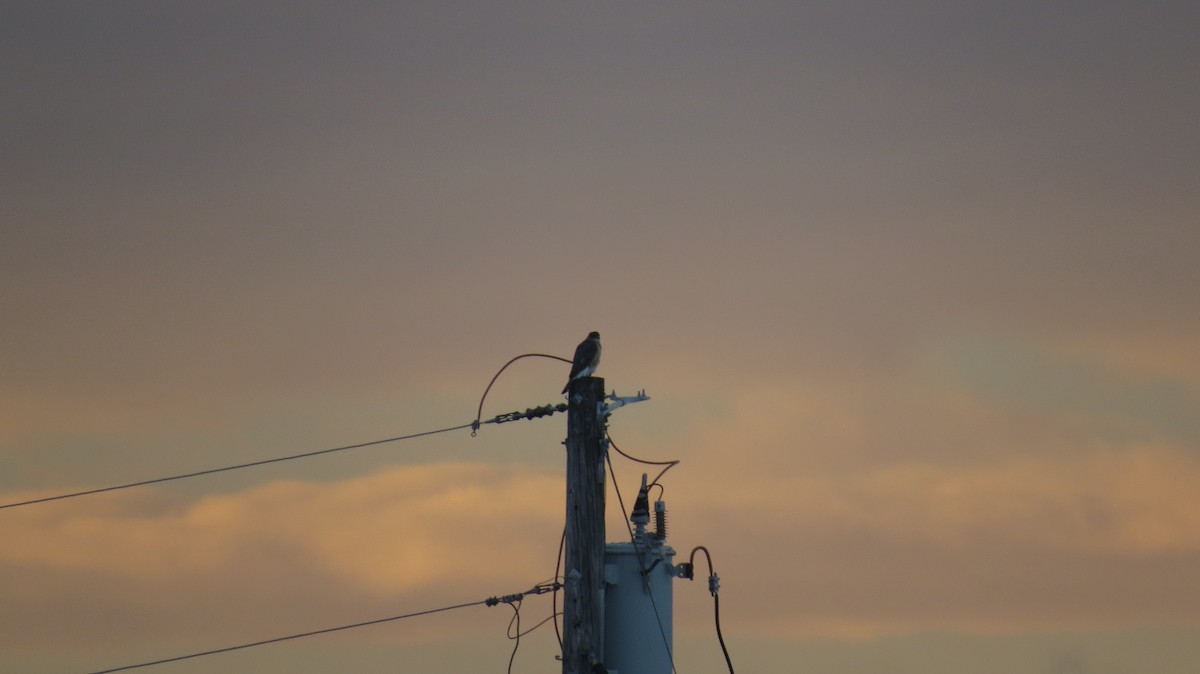 Cooper's Hawk - ML647094132