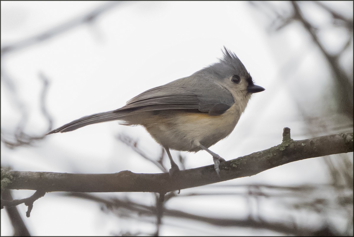 Tufted Titmouse - ML647094133