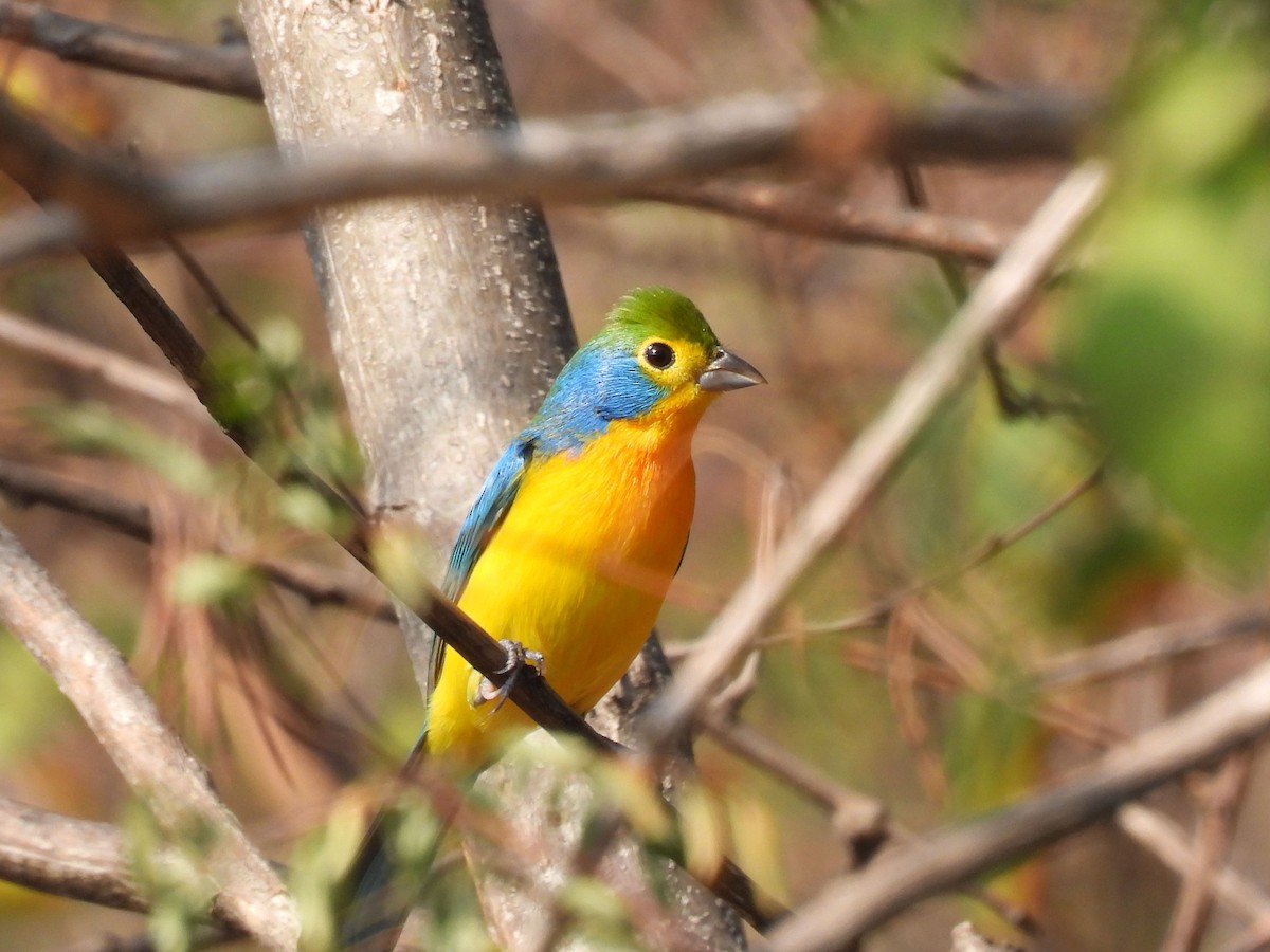 Orange-breasted Bunting - ML647094138