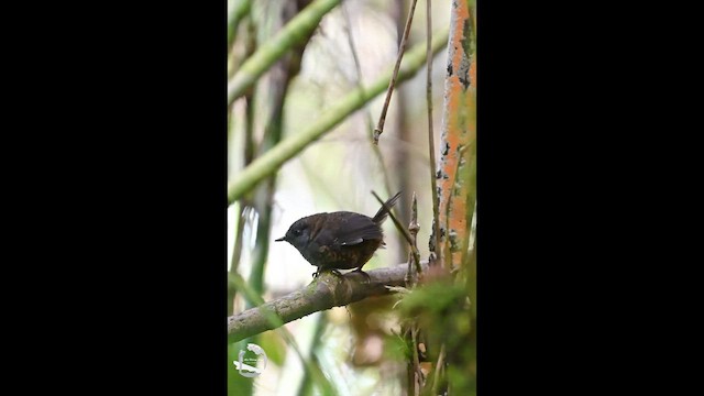 Silvery-fronted Tapaculo - ML647094153