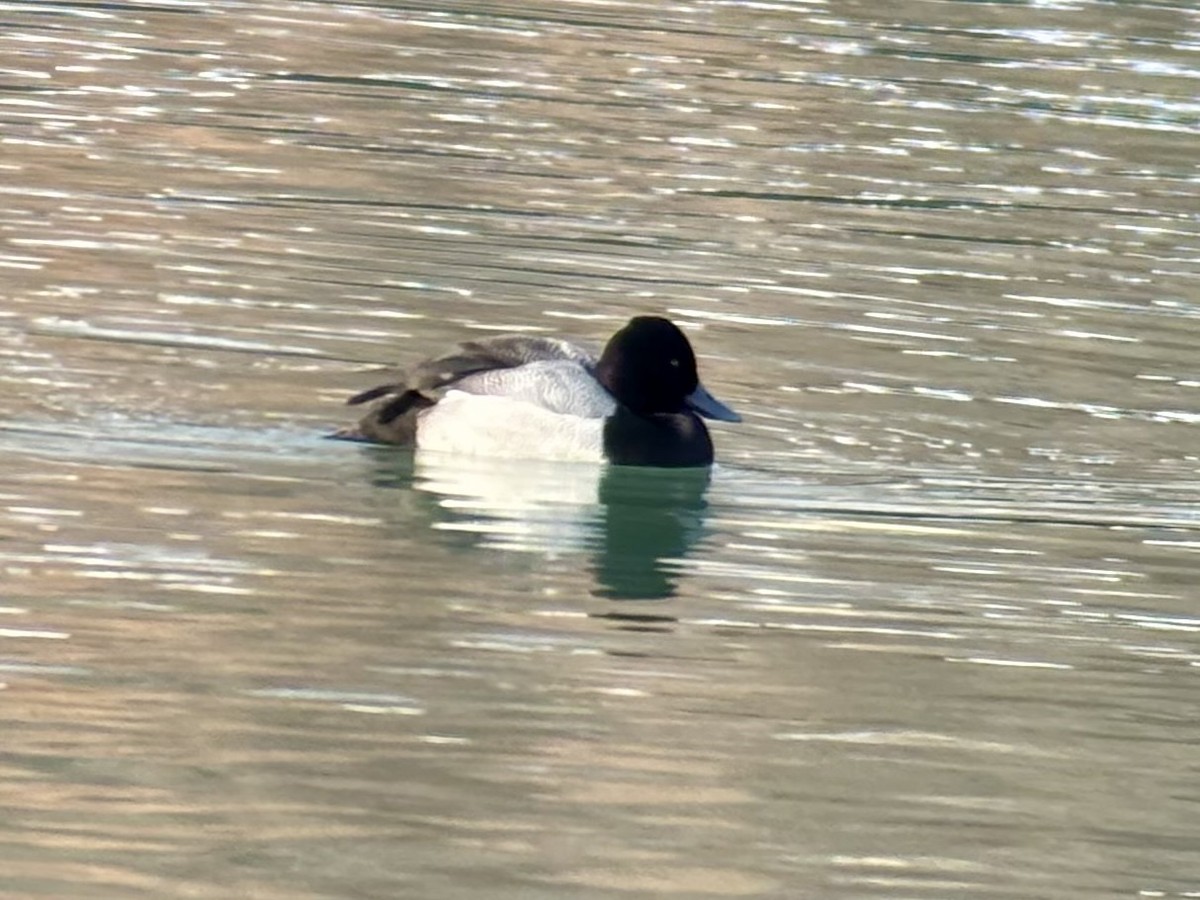 Lesser Scaup - ML647094157