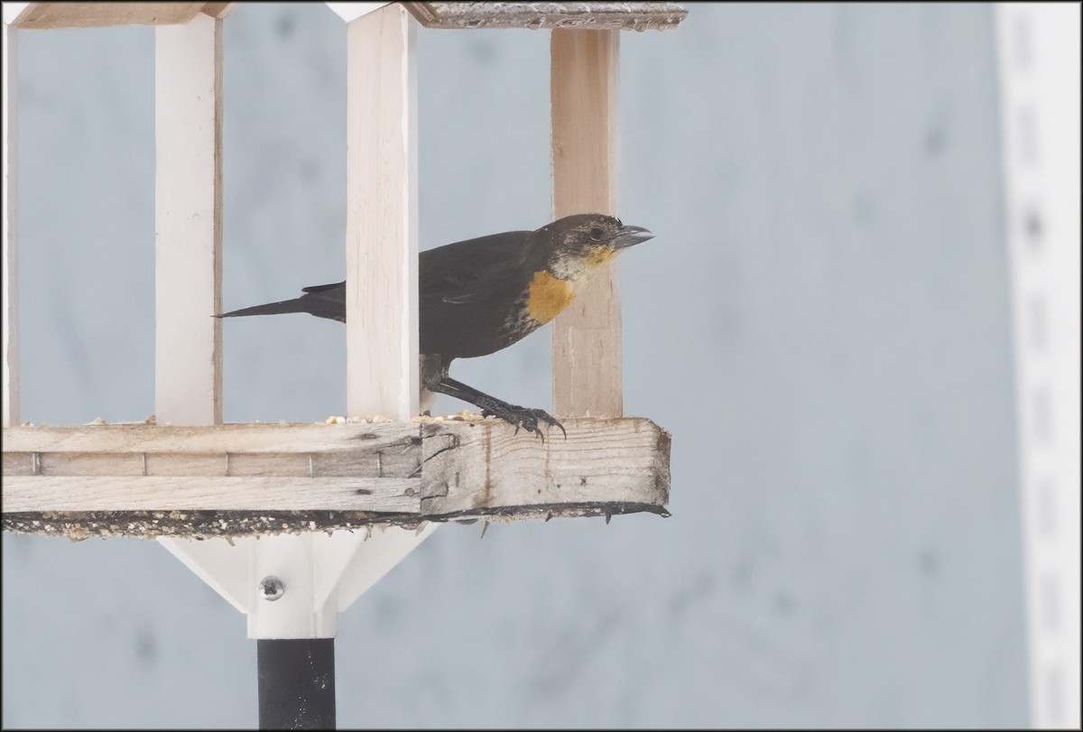 Yellow-headed Blackbird - ML647094159