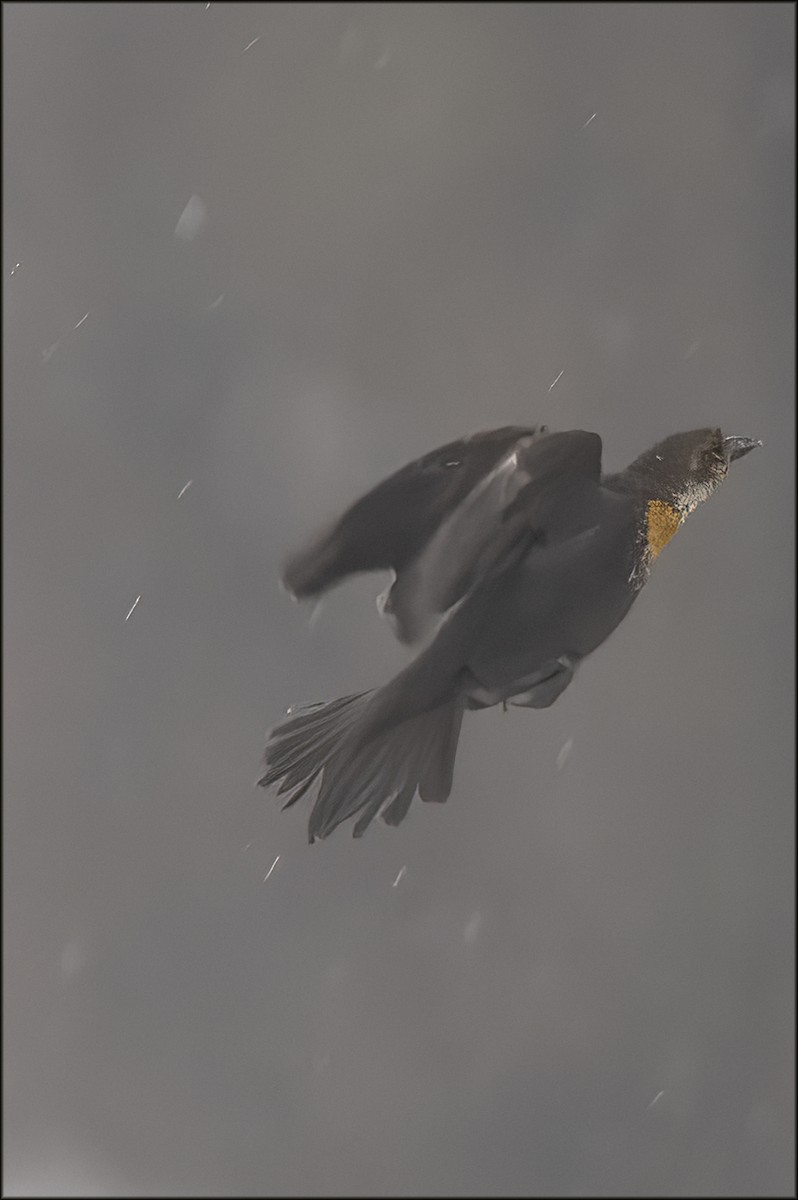 Yellow-headed Blackbird - ML647094160