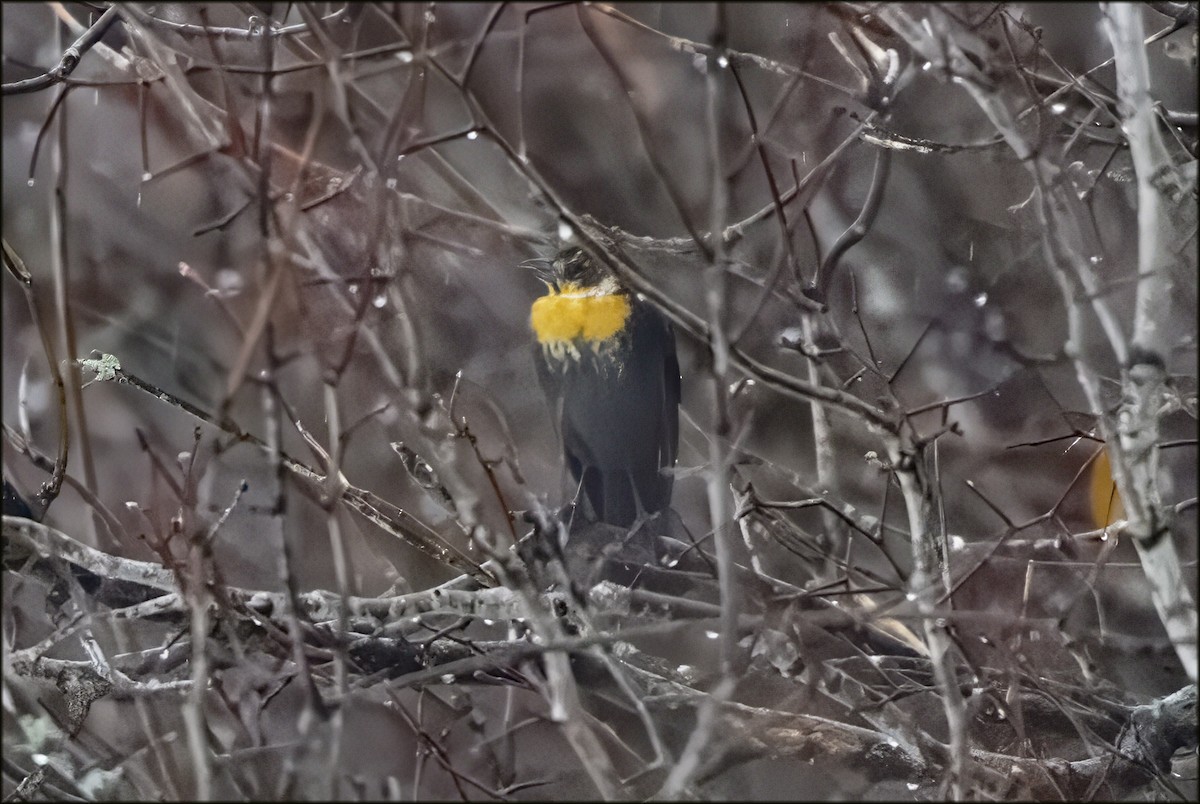Yellow-headed Blackbird - ML647094161