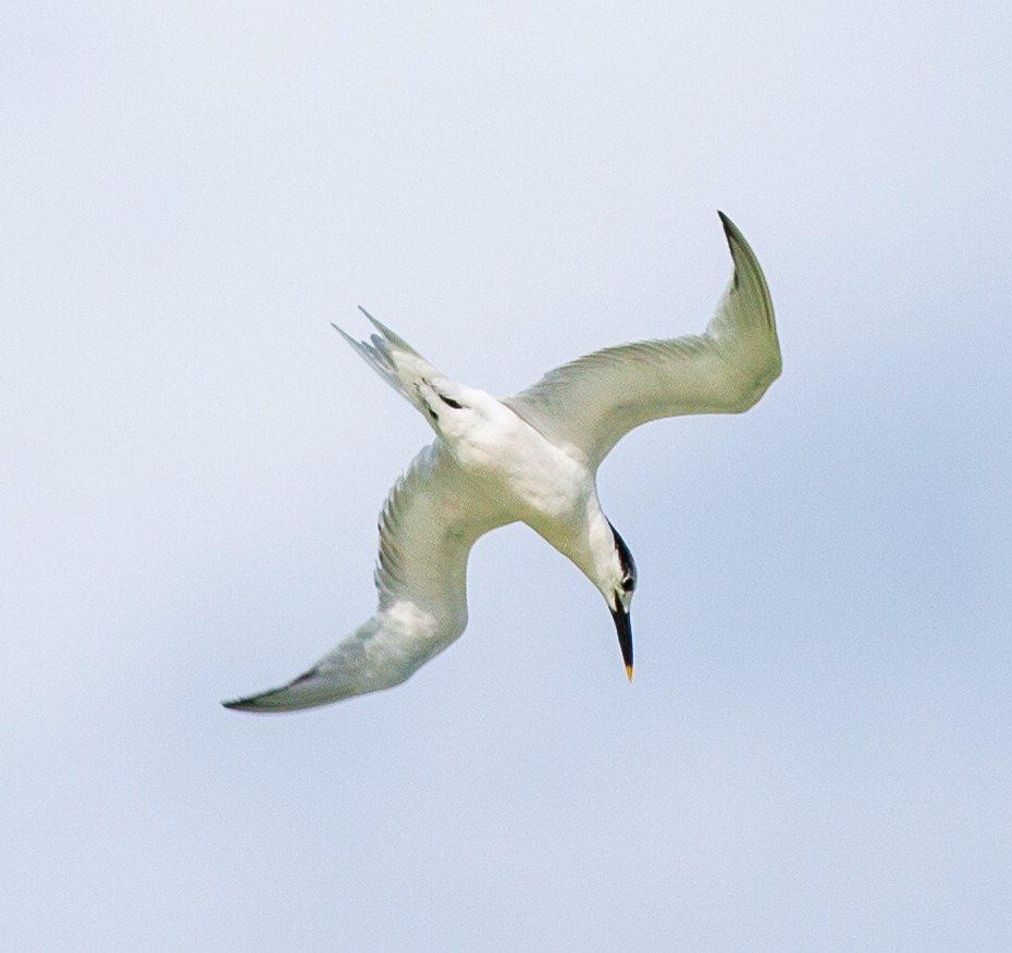 Sandwich Tern - ML647094162