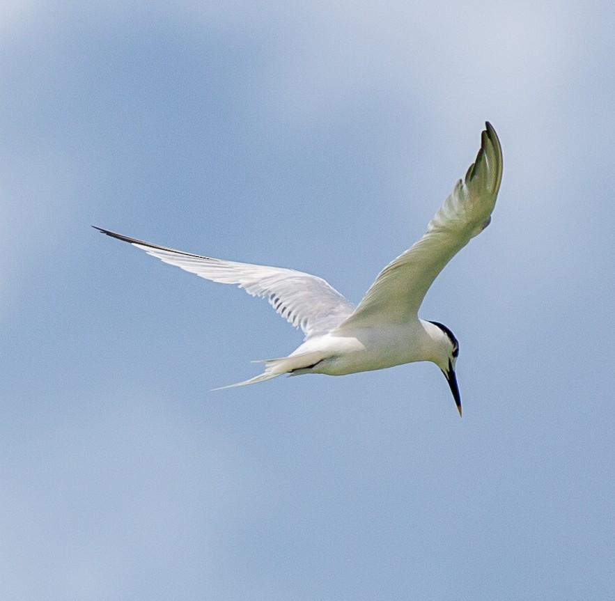 Sandwich Tern - ML647094163