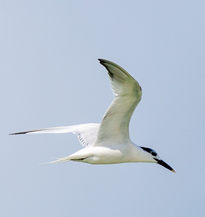 Sandwich Tern - ML647094164
