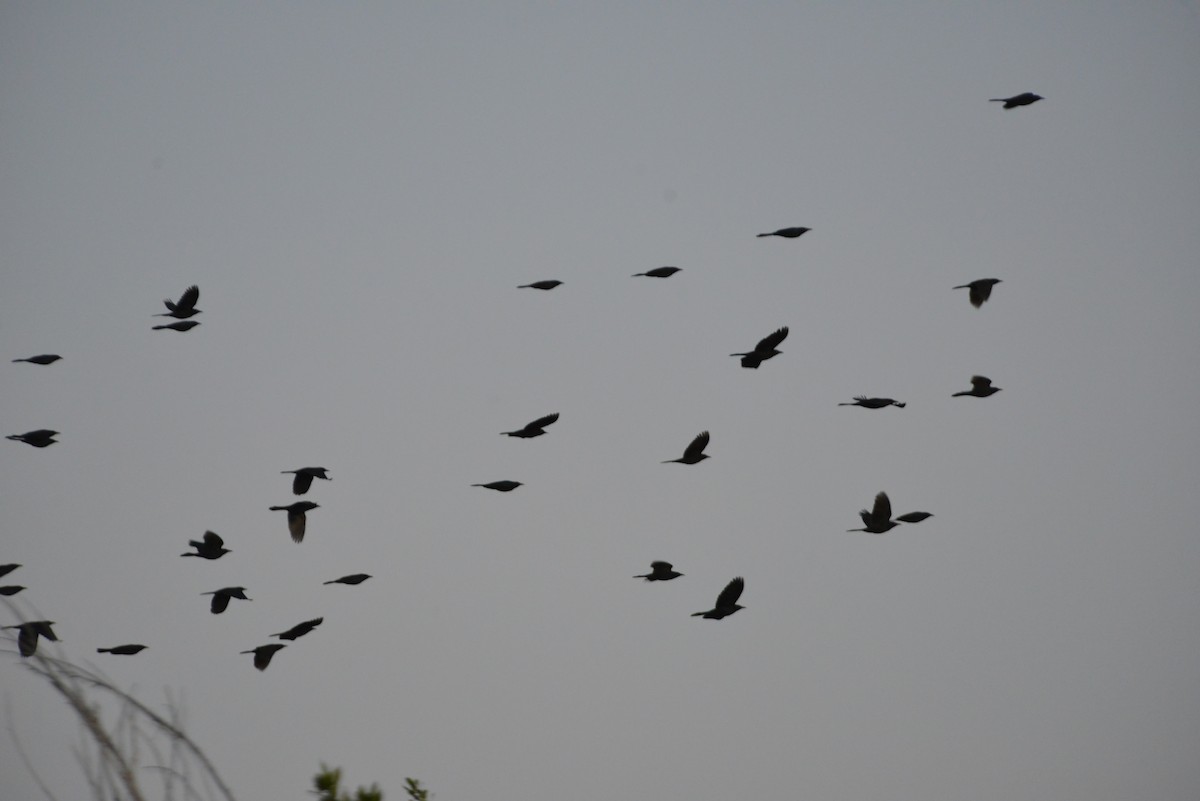 Common Grackle - ML647094171