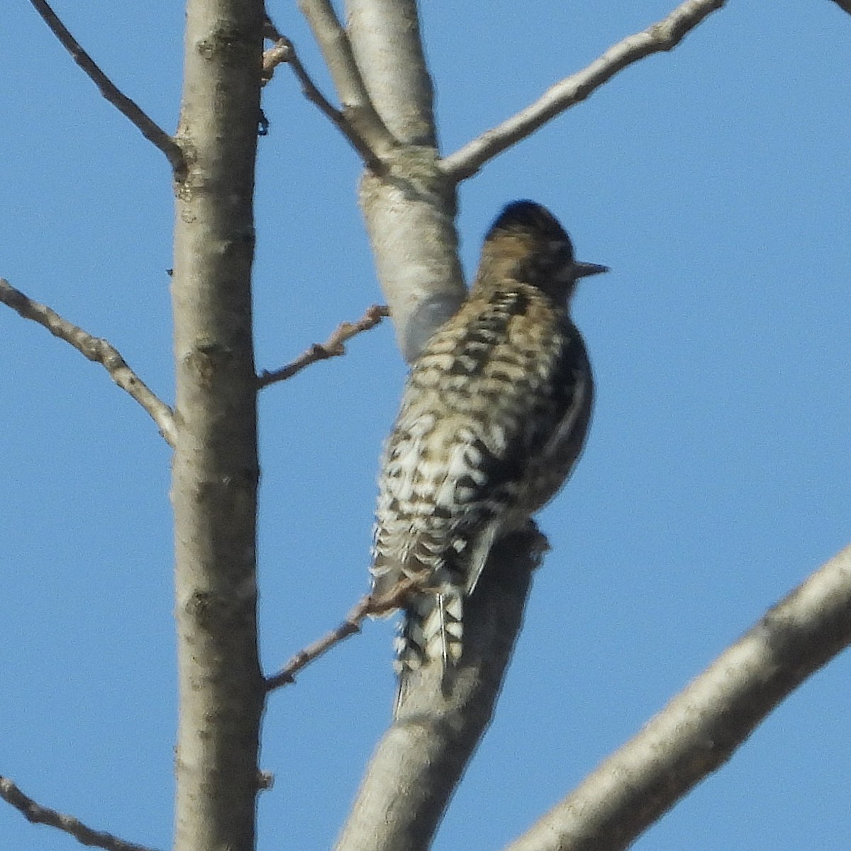 Yellow-bellied Sapsucker - ML647094184