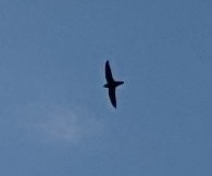 Chimney Swift - ML647094192