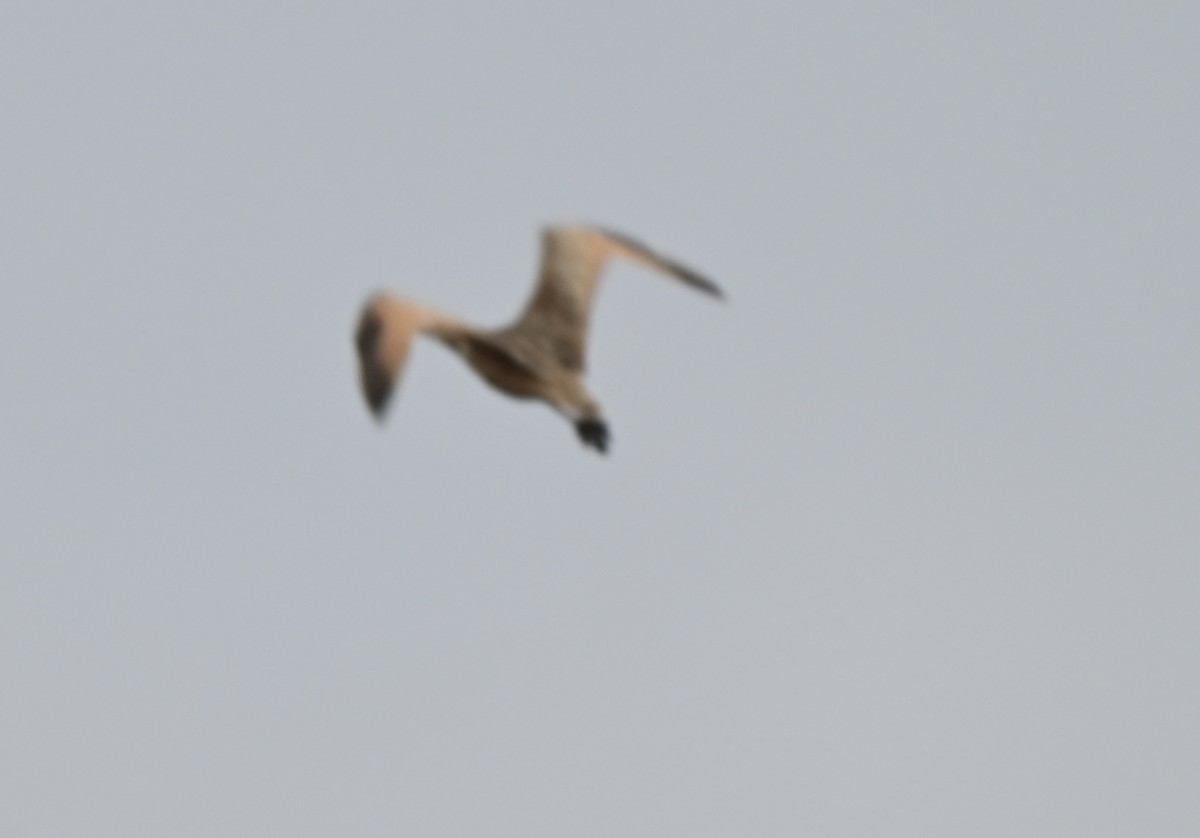 アメリカダイシャクシギ - ML647094199