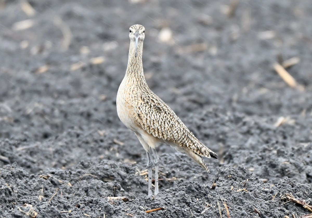 Кульон американський - ML647094200