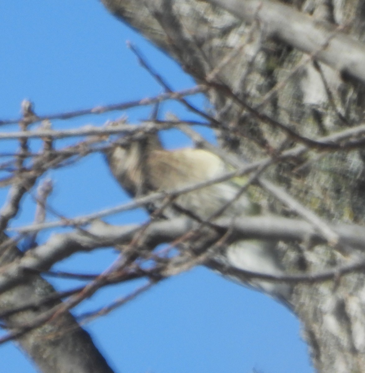 Yellow-bellied Sapsucker - ML647094203