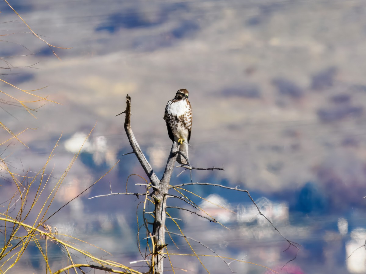 アカオノスリ - ML647094204