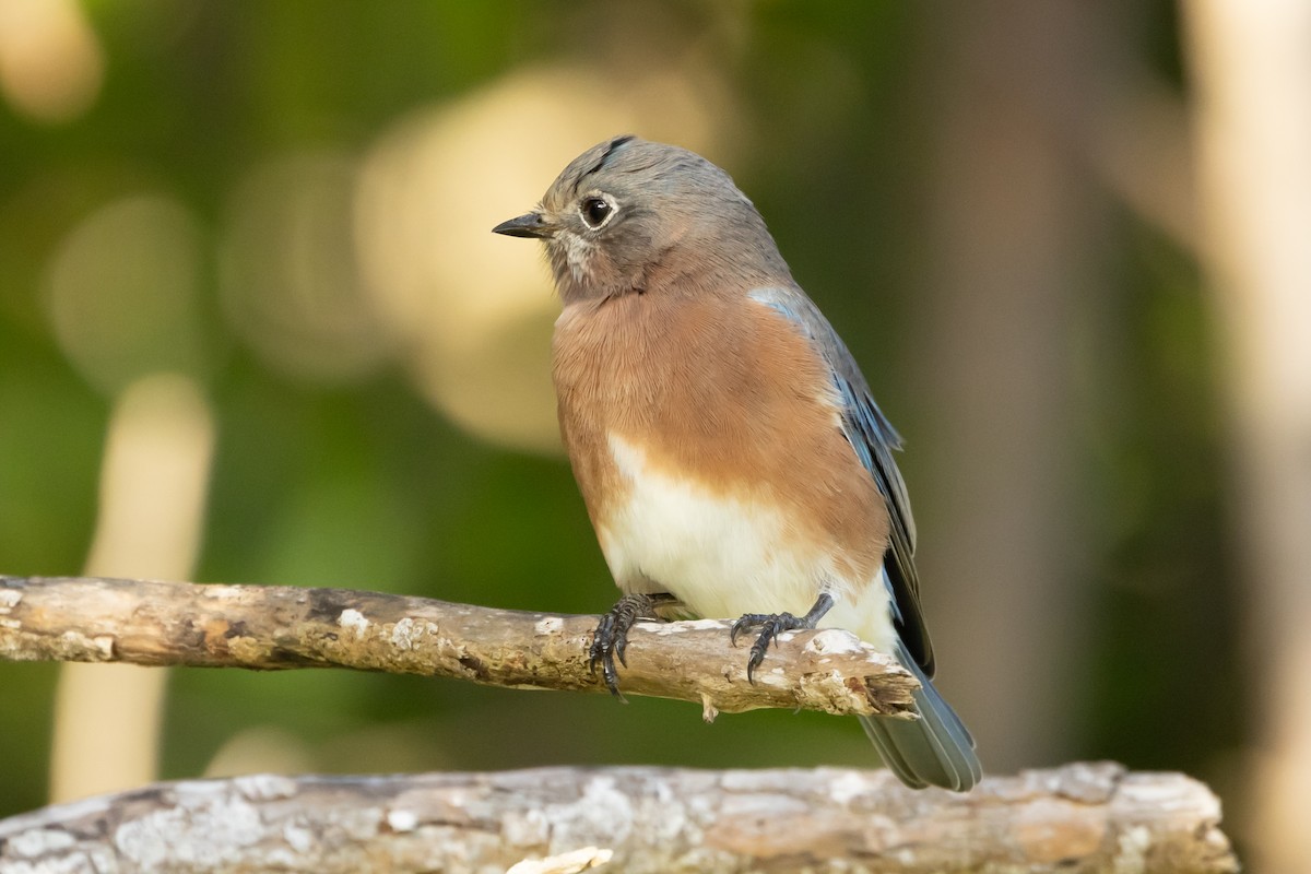 ルリツグミ - ML647094205