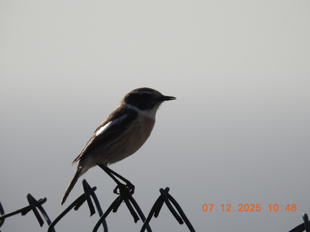 カナリーノビタキ - ML647094207