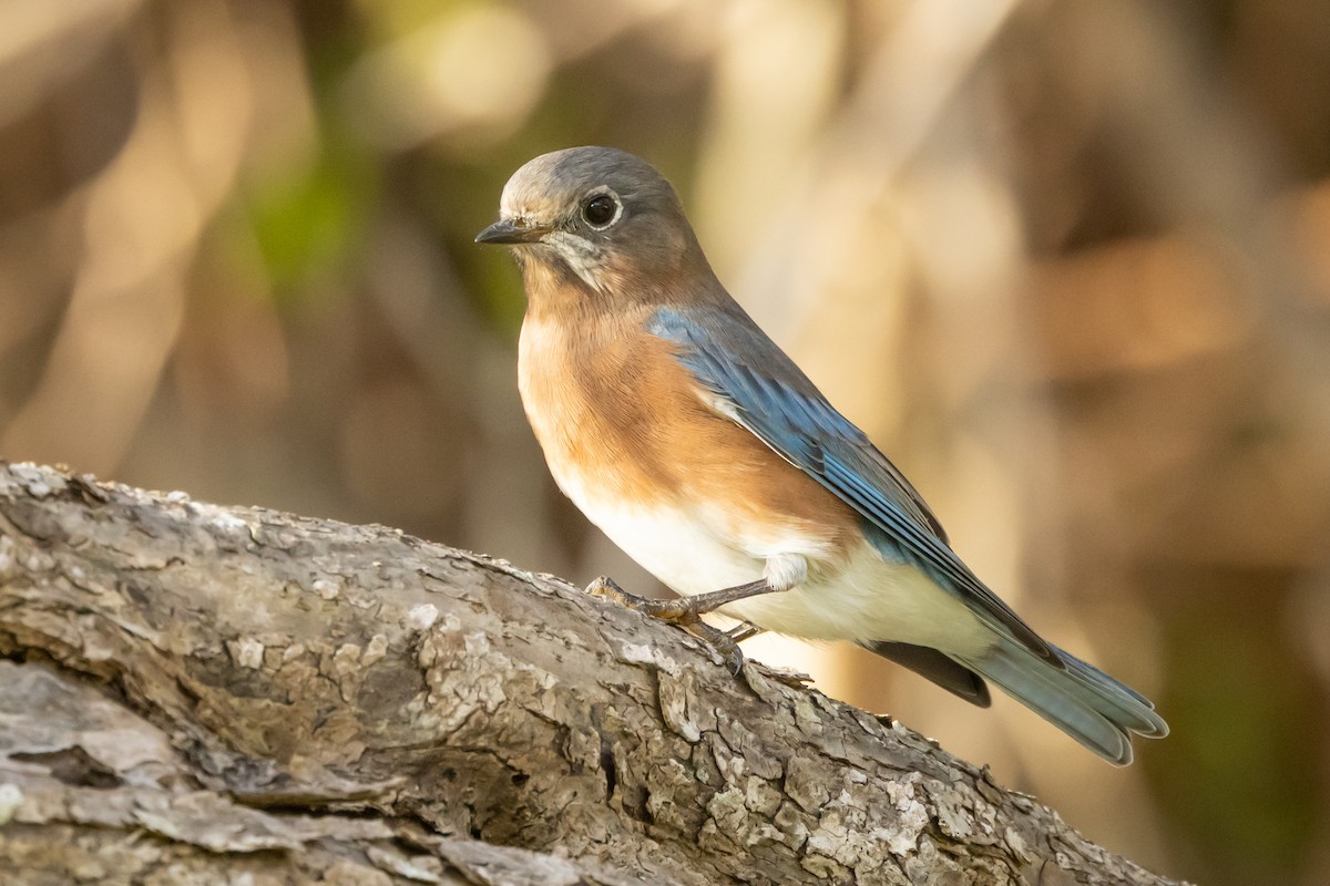 ルリツグミ - ML647094208