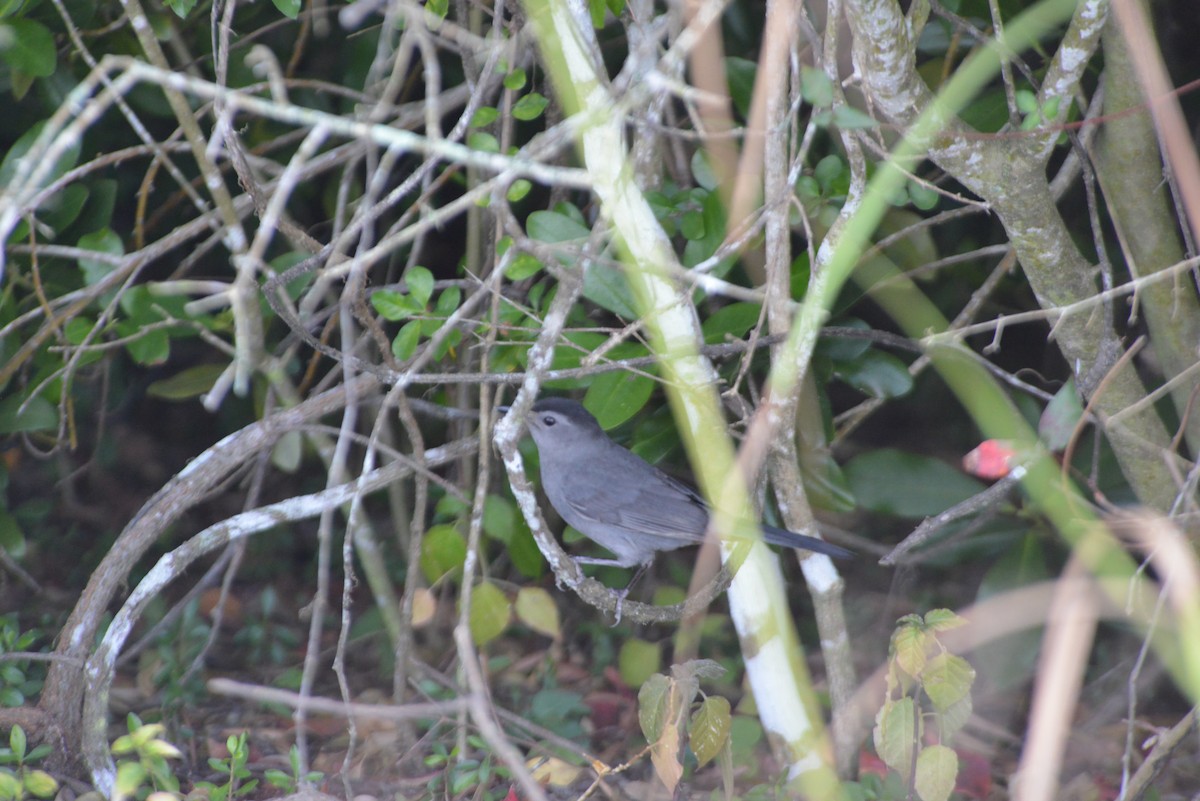 Miaulari grisa - ML647094211