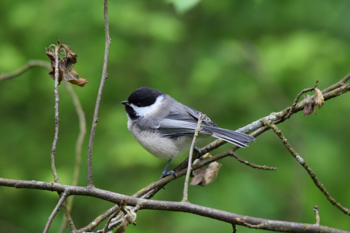 アメリカコガラ - ML647094212