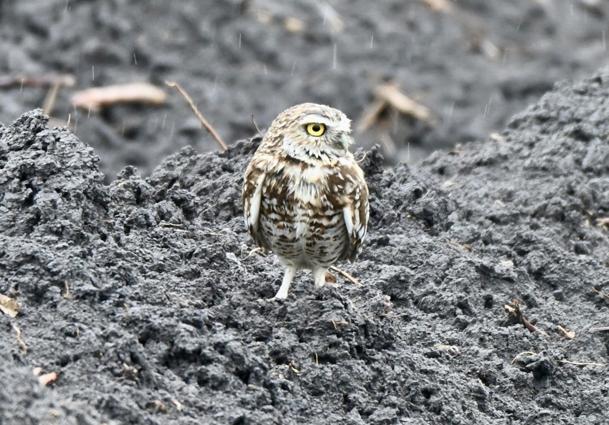 アナホリフクロウ - ML647094217