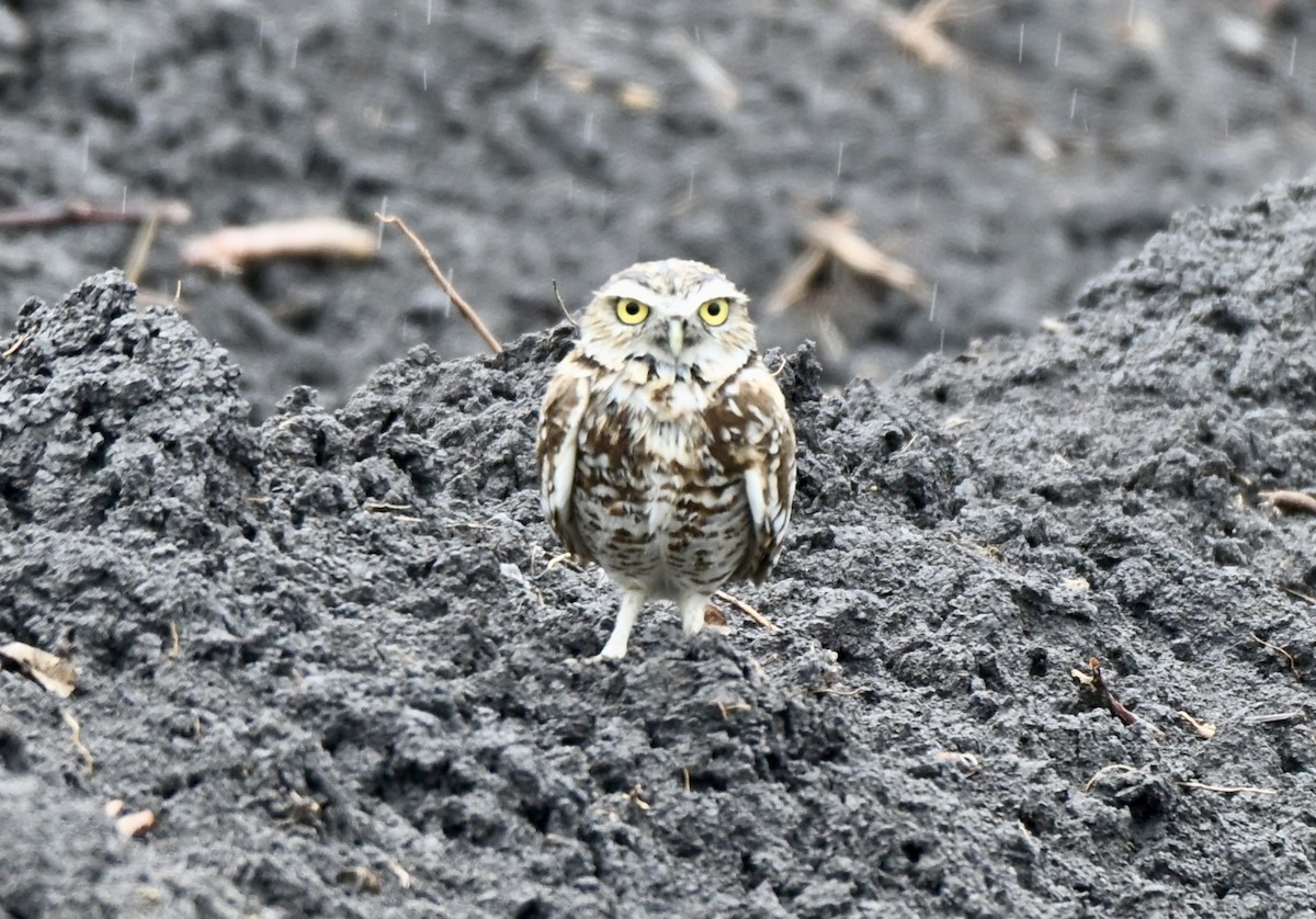 アナホリフクロウ - ML647094218