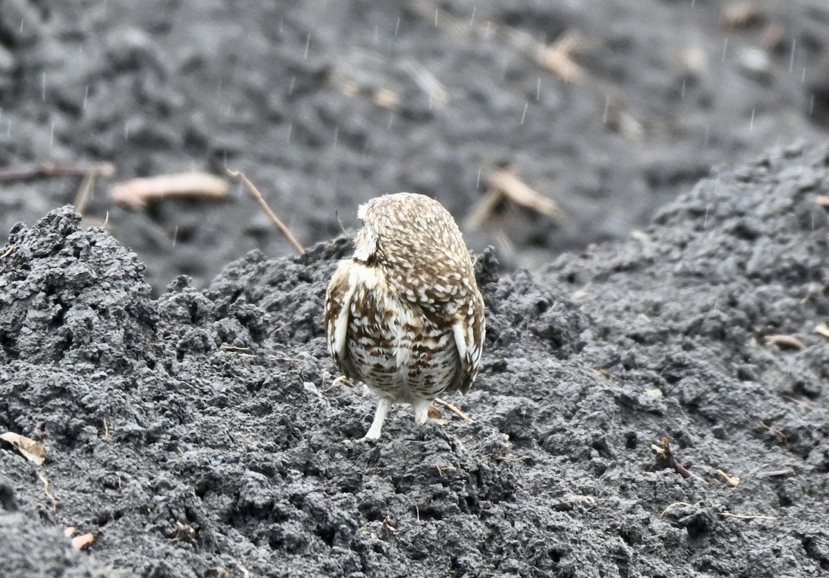 アナホリフクロウ - ML647094219