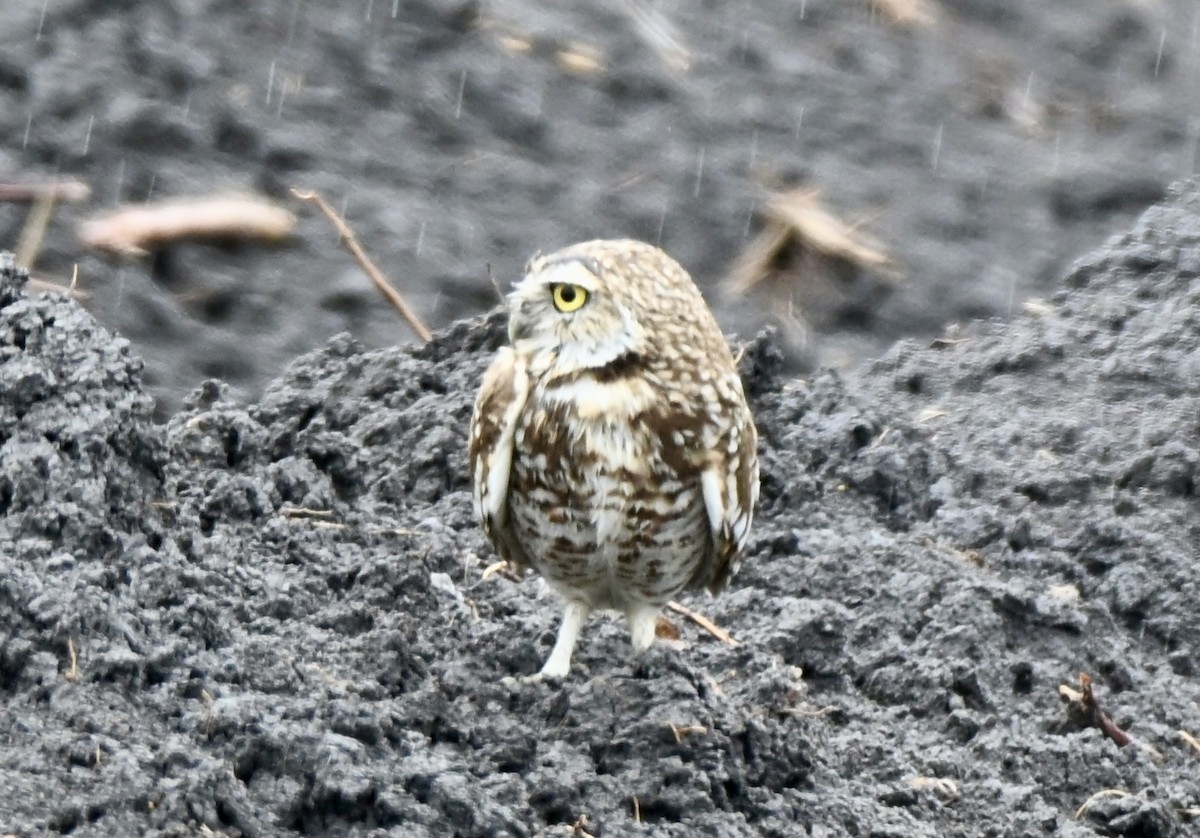 アナホリフクロウ - ML647094220