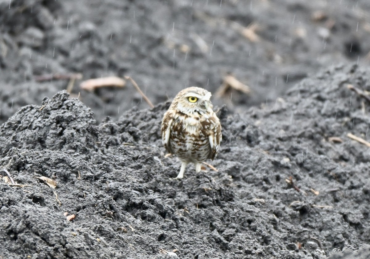 アナホリフクロウ - ML647094221