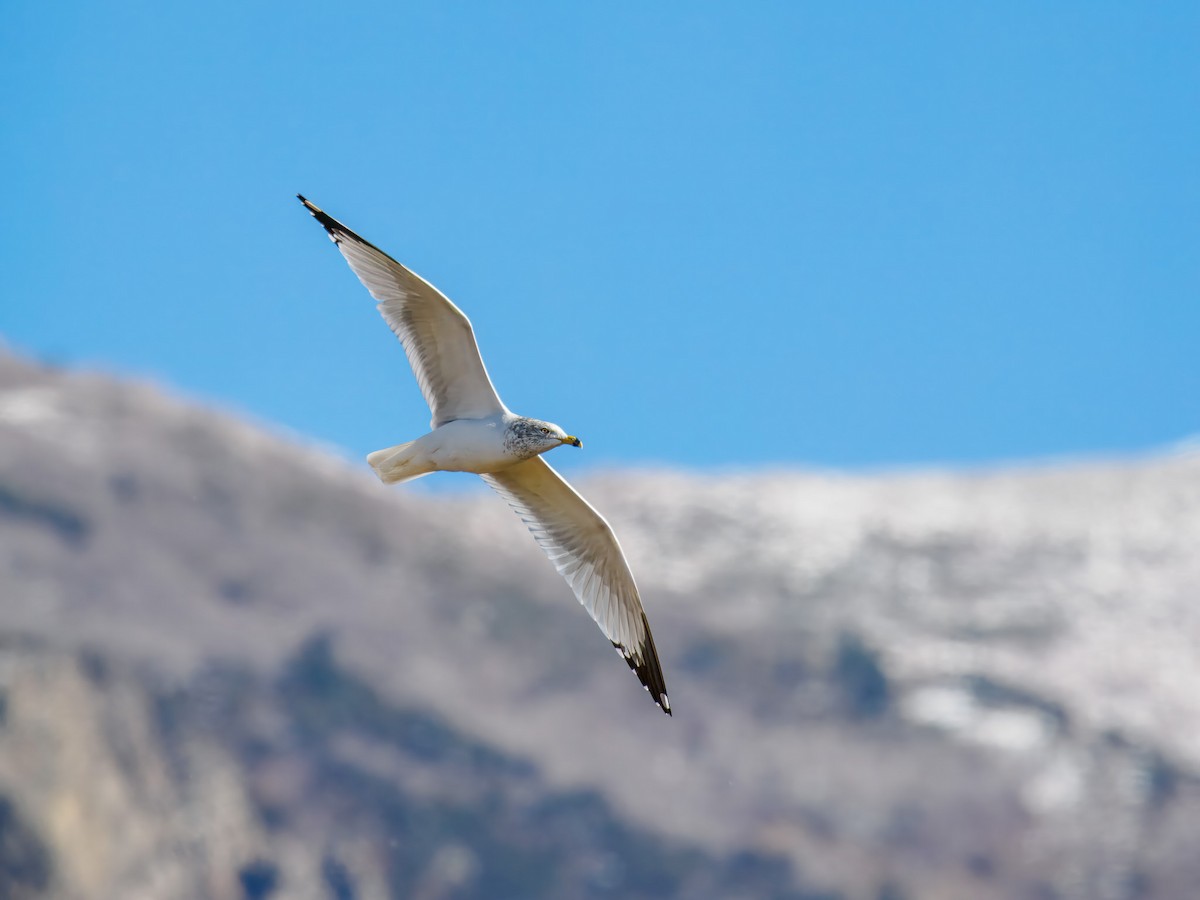 クロワカモメ - ML647094223