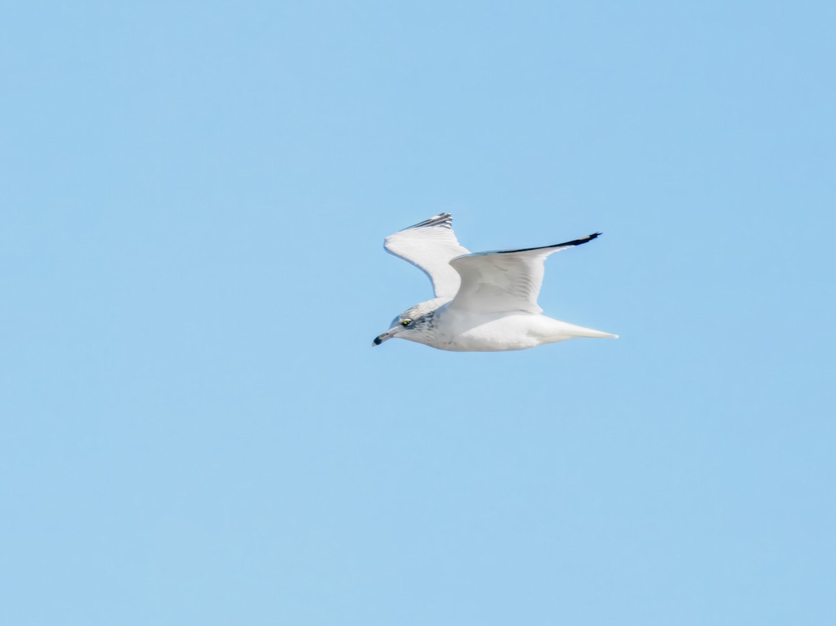 クロワカモメ - ML647094224