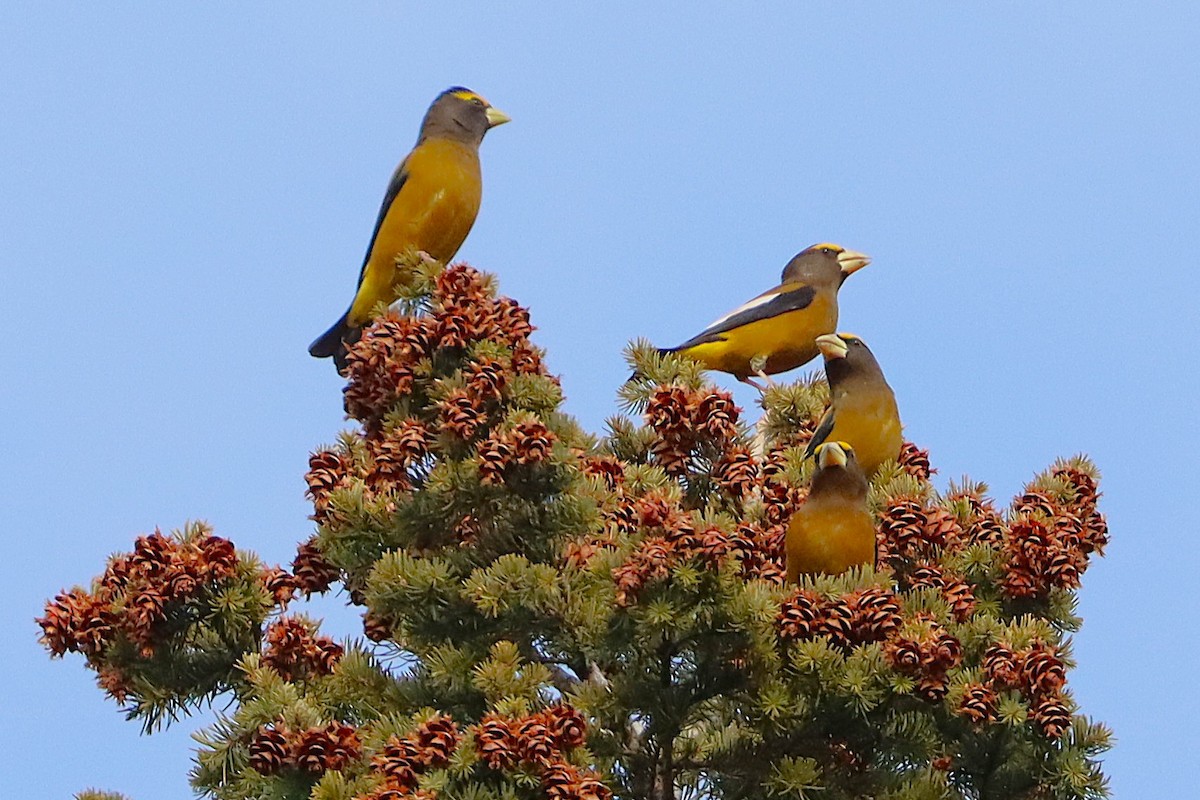 キビタイシメ - ML647094230