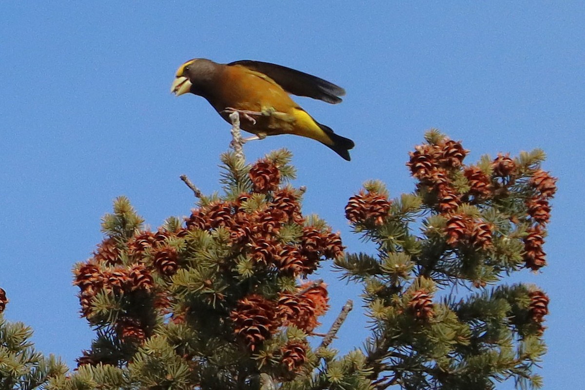 キビタイシメ - ML647094231