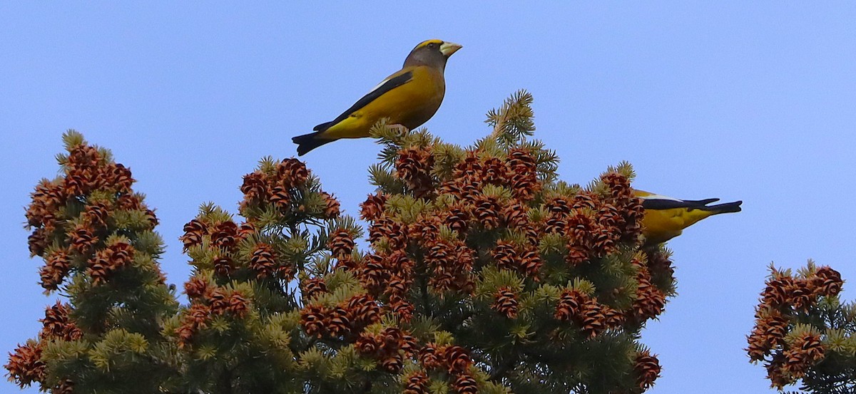 キビタイシメ - ML647094232