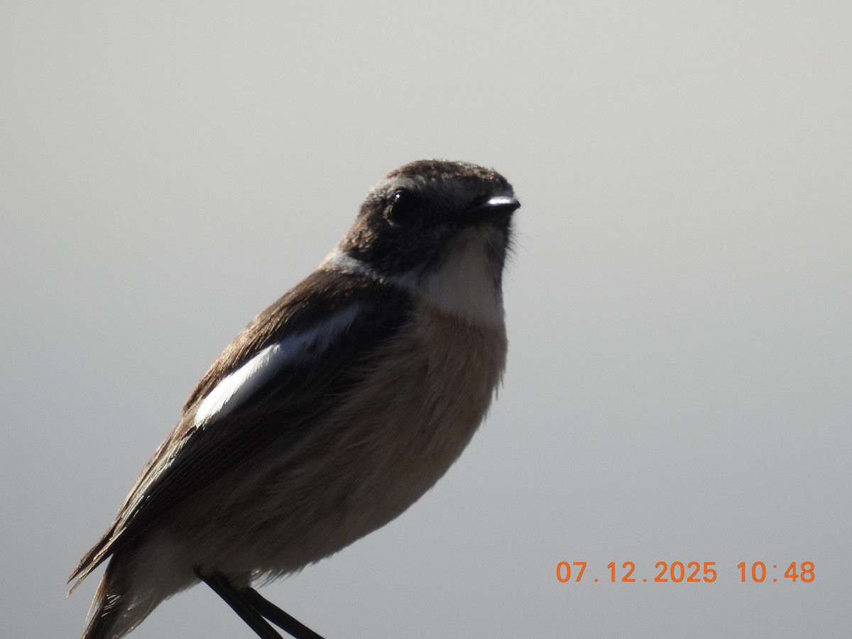 カナリーノビタキ - ML647094233