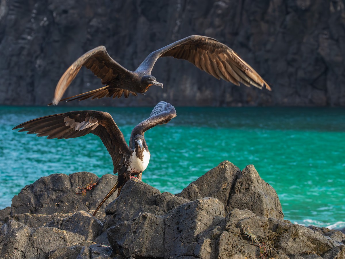 アメリカグンカンドリ - ML647094235