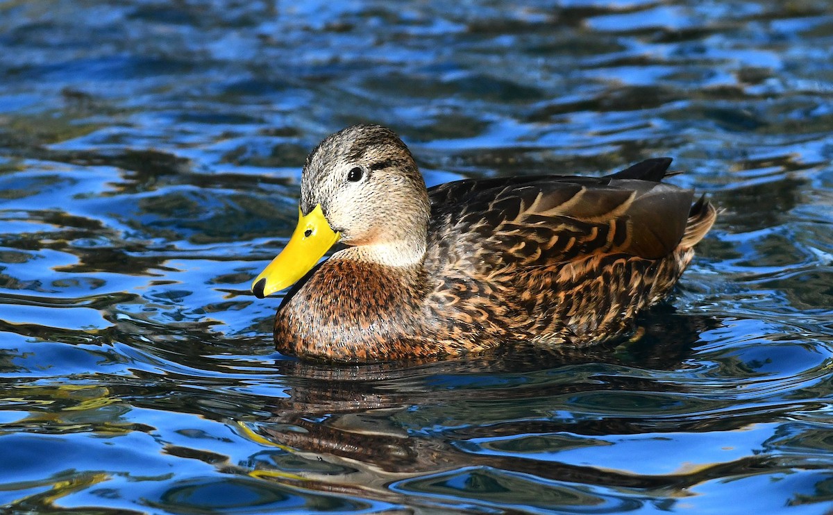 雑種 マガモ ｘ メキシコガモ - ML647094237