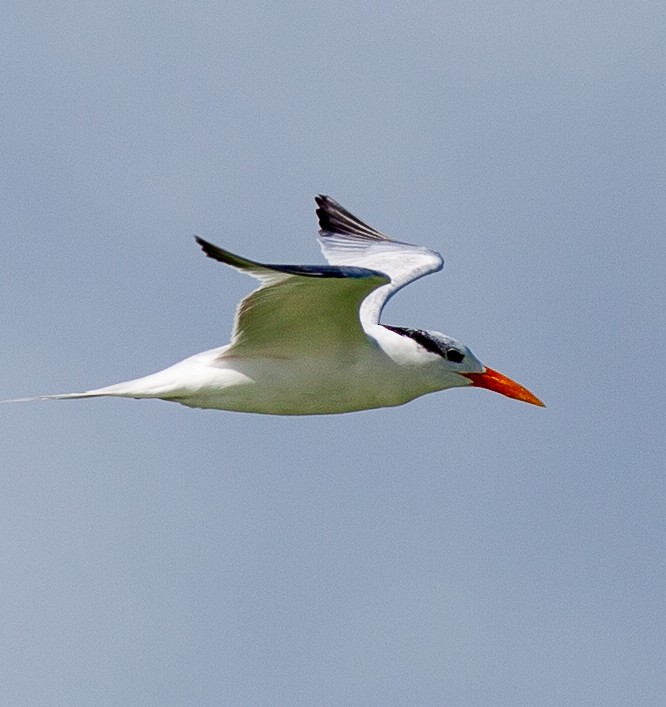 アメリカオオアジサシ - ML647094239