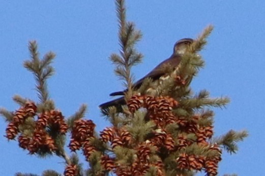 コチョウゲンボウ - ML647094240