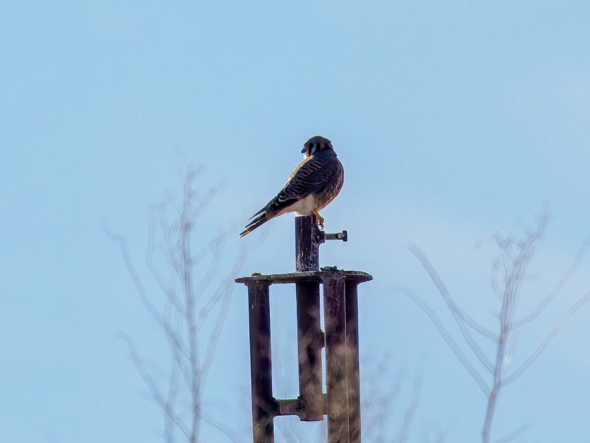 アメリカチョウゲンボウ - ML647094242