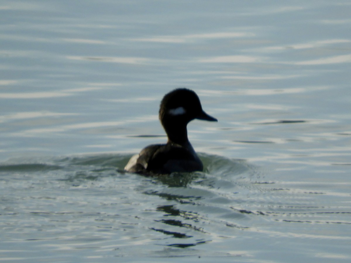 ヒメハジロ - ML647094247