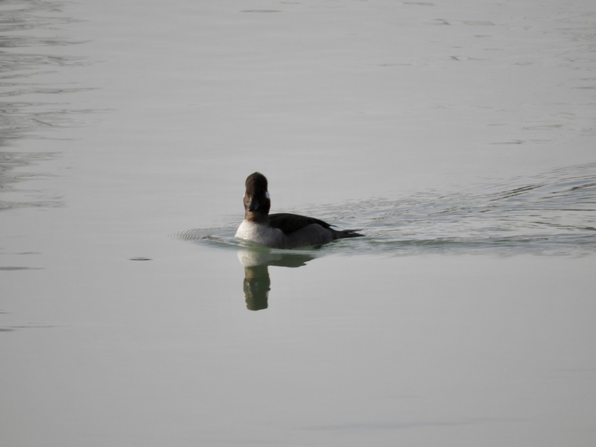 ヒメハジロ - ML647094248