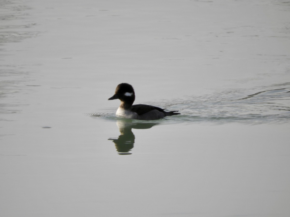 ヒメハジロ - ML647094249