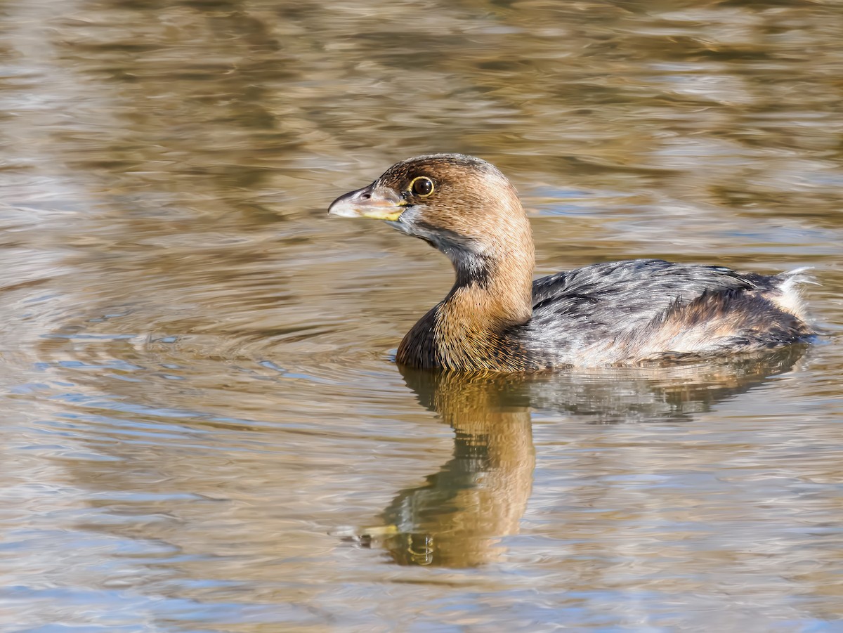 オビハシカイツブリ - ML647094251