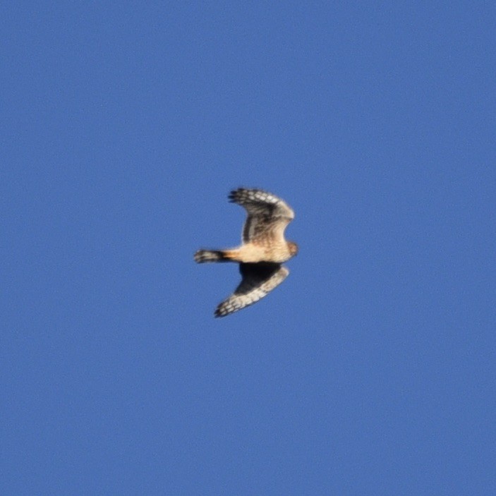 זרון אמריקני - ML647094252