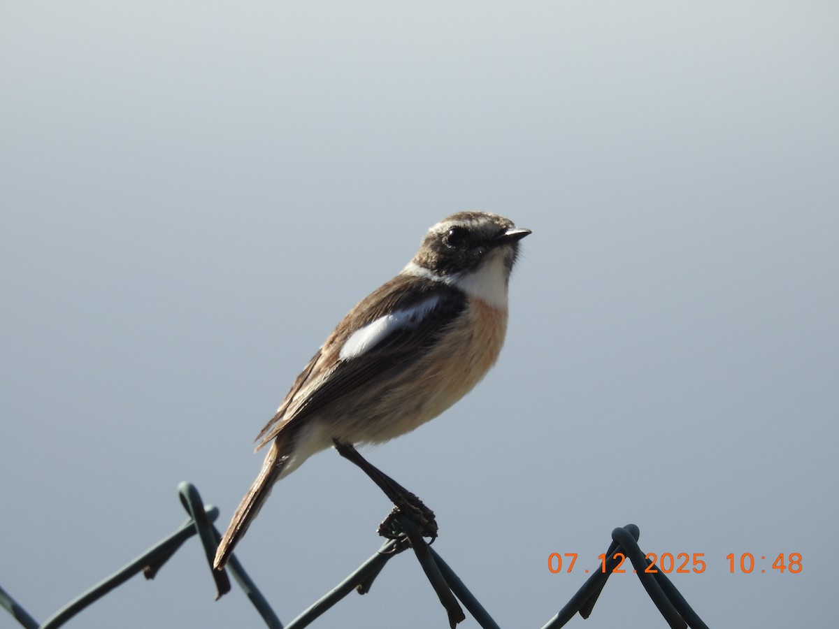 Fuerteventura Stonechat - ML647094253