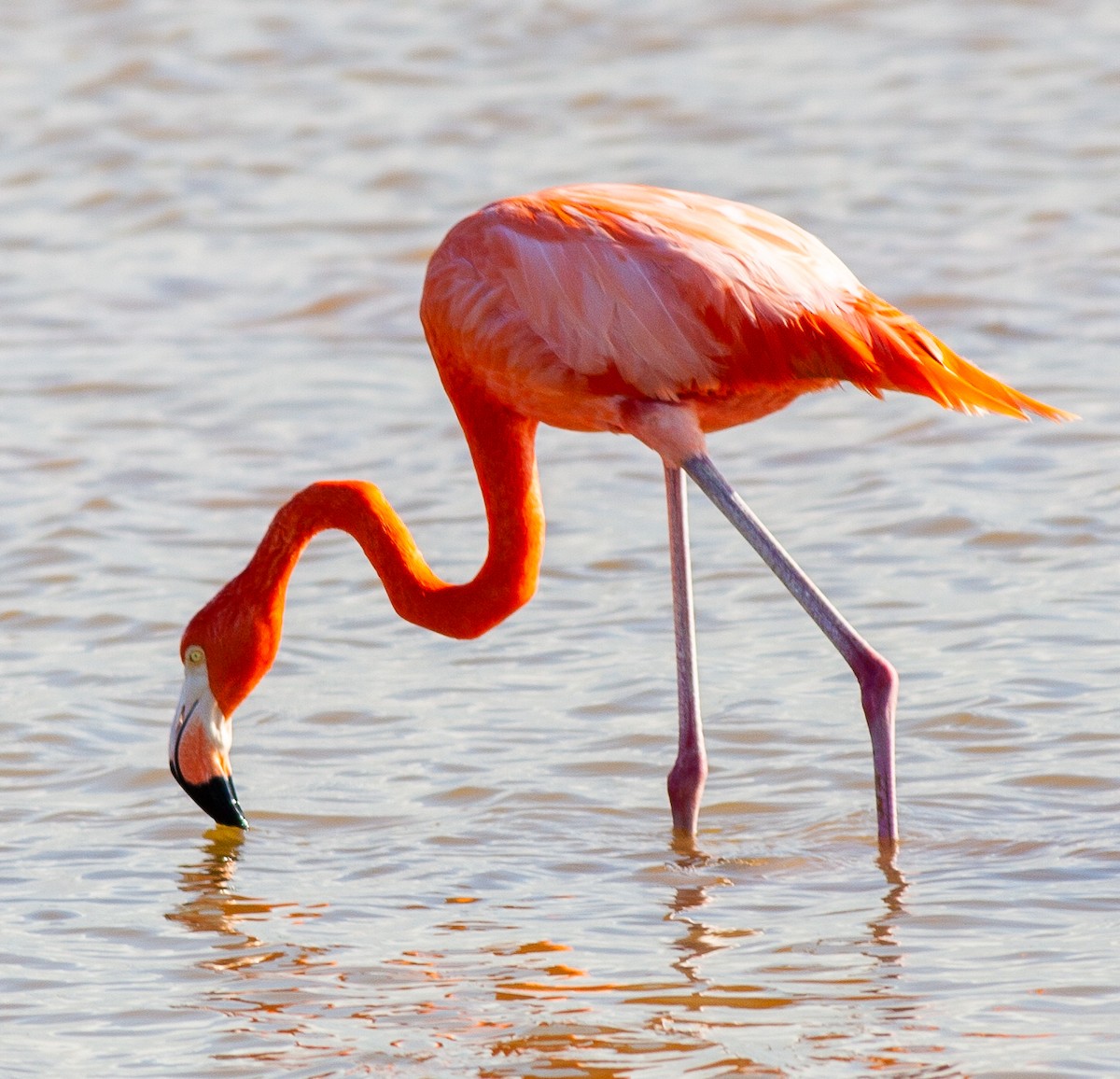 American Flamingo - ML647094265