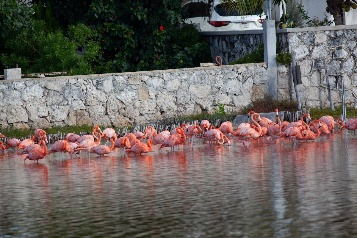 American Flamingo - ML647094266
