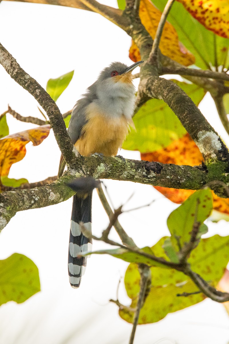 Hispaniolan Lizard-Cuckoo - ML647094277