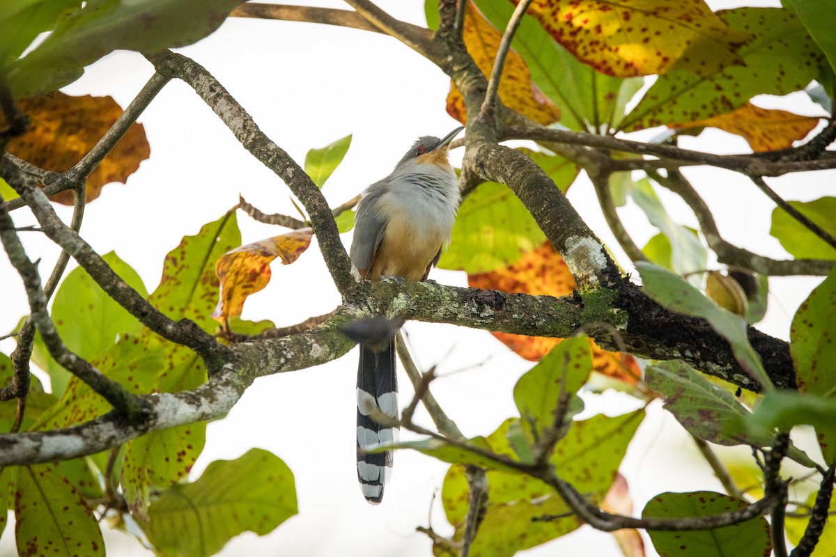 Hispaniolan Lizard-Cuckoo - ML647094281